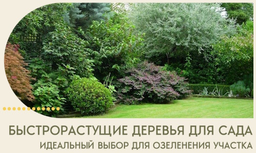 Быстрорастущие деревья для сада идеальный выбор в Новокуйбышевске