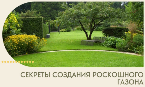 Секреты создания роскошного газона в Новокуйбышевске